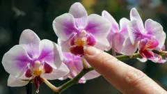 Zo laat je een orchidee uitbundig bloeien – een tuinier noemt de belangrijkste voorwaarde