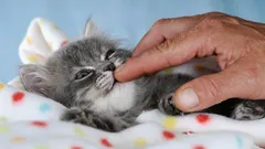 Welke kat is perfect voor een gezin? Dit zijn de 4 beste rassen