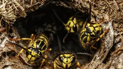 Zo kom je makkelijk af van een nest grondwespen – een specialist deelt zijn geheim