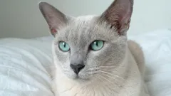 De 7 trouwste kattenrassen die je nooit alleen laten