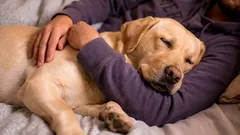 Mysterieus gedrag van honden: 3 redenen waarom ze tegen hun baasjes aan kruipen