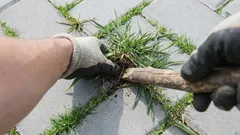 Zo kom je voorgoed af van onkruid tussen de tegels: de snelle oplossing ligt in de keuken