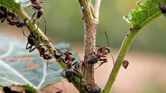 Mieren en bladluizen verdwijnen spoorloos: een simpele truc jaagt ze beter weg dan chemicaliën