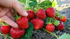 Aardbeienoogst verdubbelt: het plantenschema dat veel mensen negeren