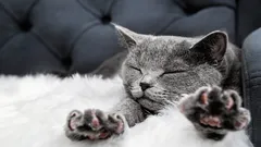 Waarom een kat met haar pootjes op haar baasje kneedt – een zoöloog onthult de echte reden